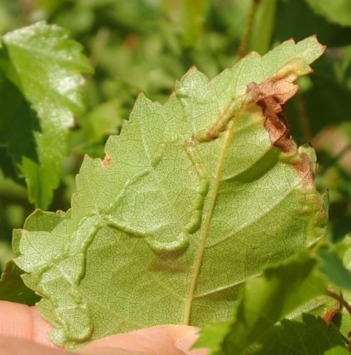 Agromyza alnibetulae